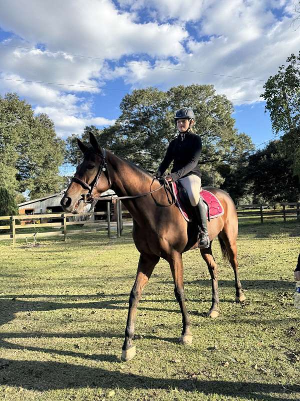 hunter-thoroughbred-horse