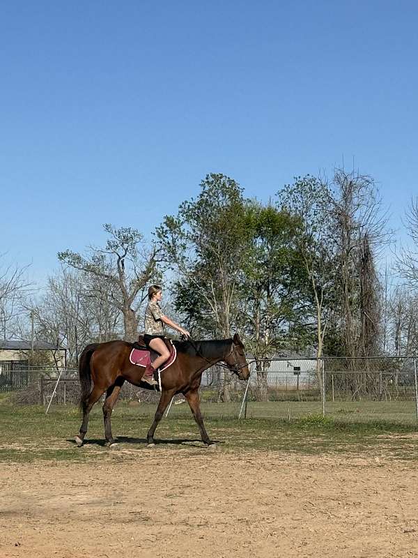 western-riding-thoroughbred-horse
