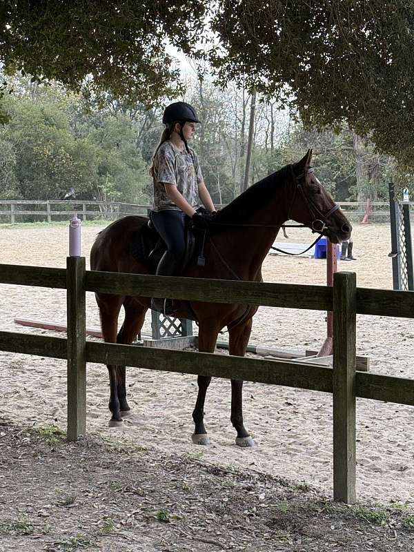 bay-thoroughbred-gelding