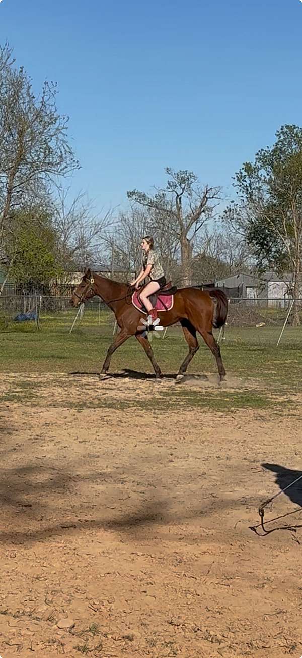 jumper-thoroughbred-horse