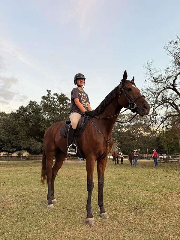 bay-english-pleasure-horse