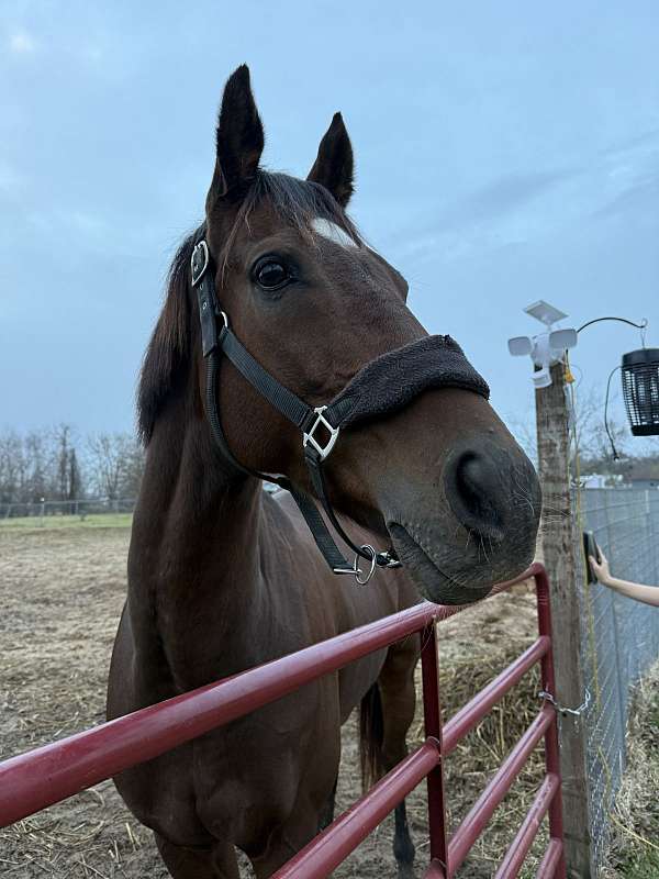 bay-hunter-horse