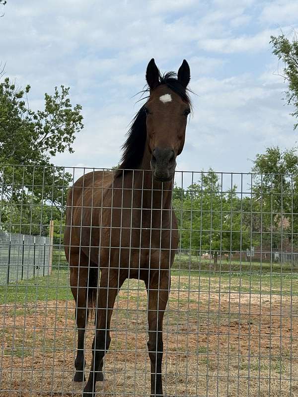 bay-jumper-horse