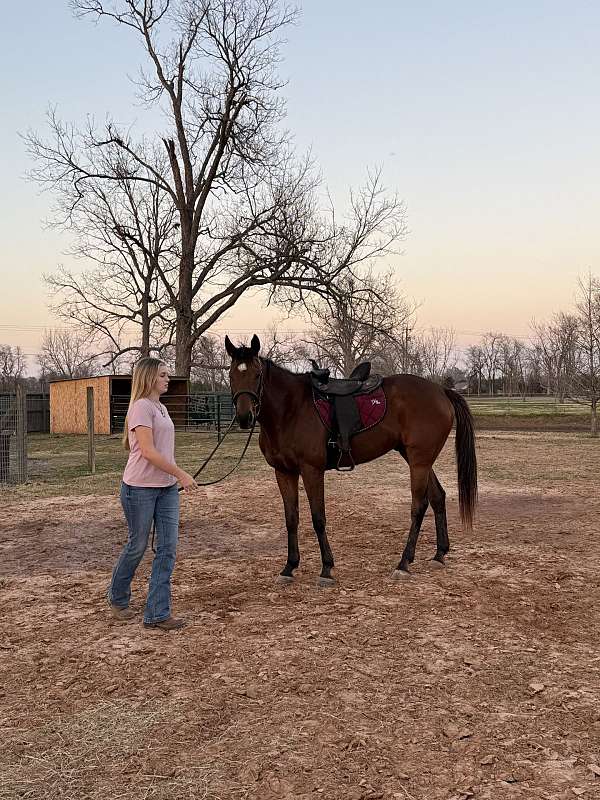 bay-western-riding-horse