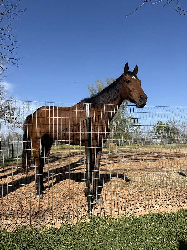 english-pleasure-gelding