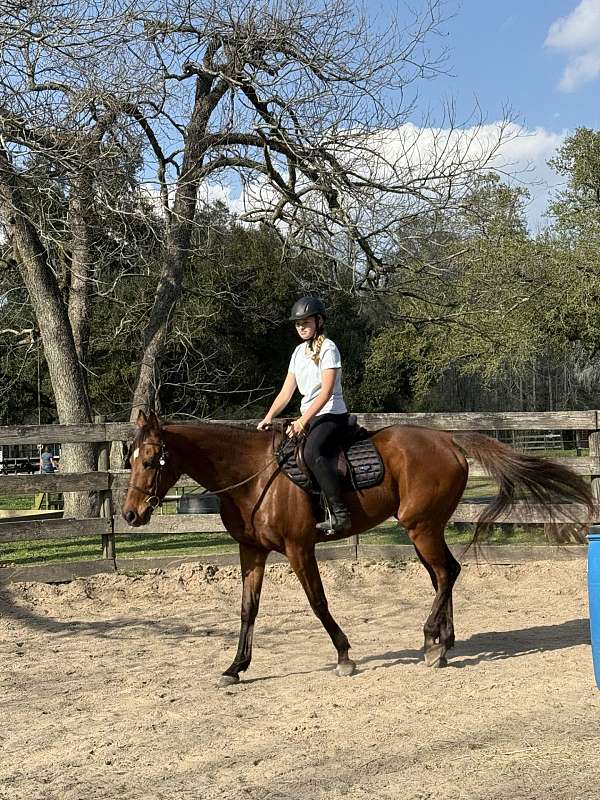 hunter-gelding