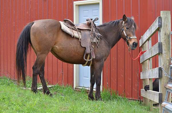 all-around-quarter-horse