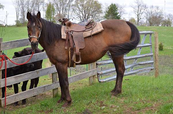 halter-quarter-horse