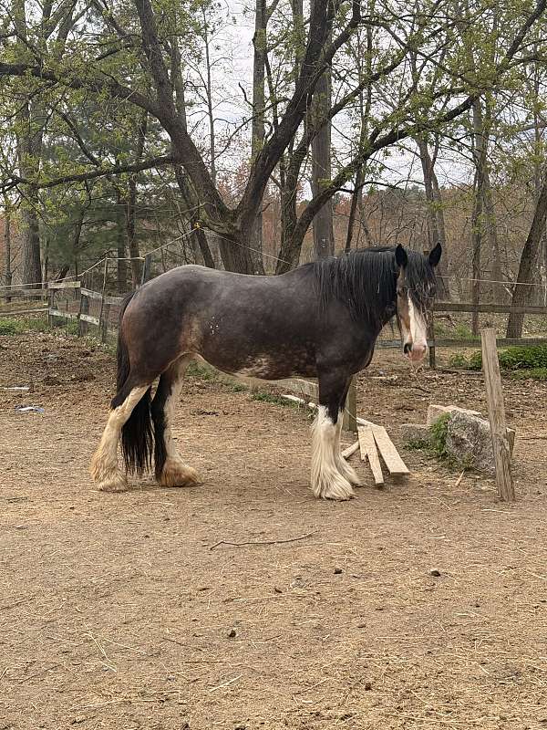 clydesdale-mare