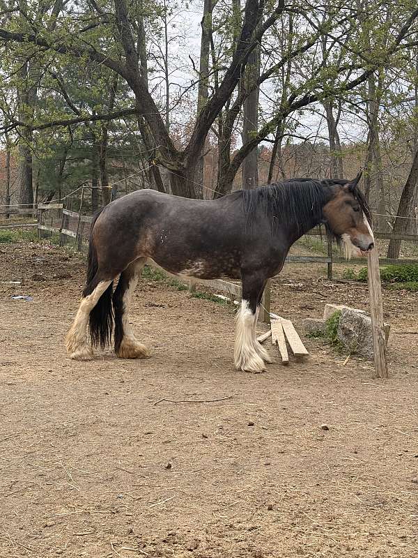 project-trail-clydesdale-horse