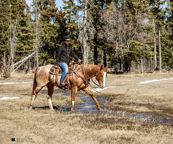 red-roan-ranch-versatil-horse