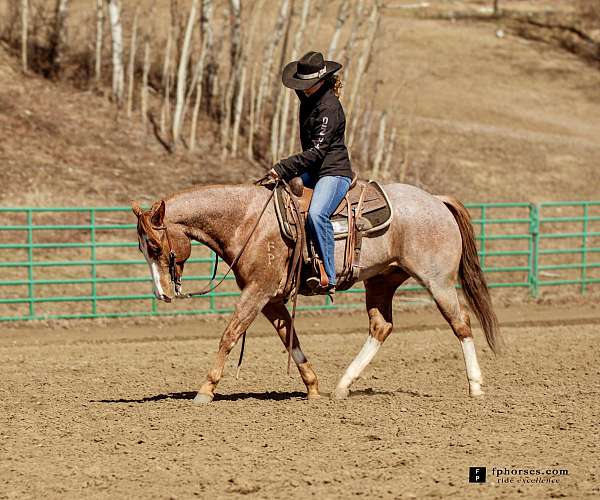 overo-horse