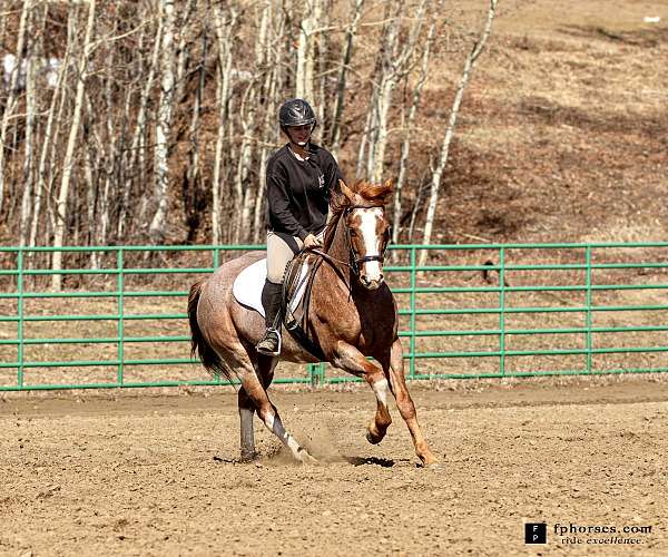 red-roan-overo-horse