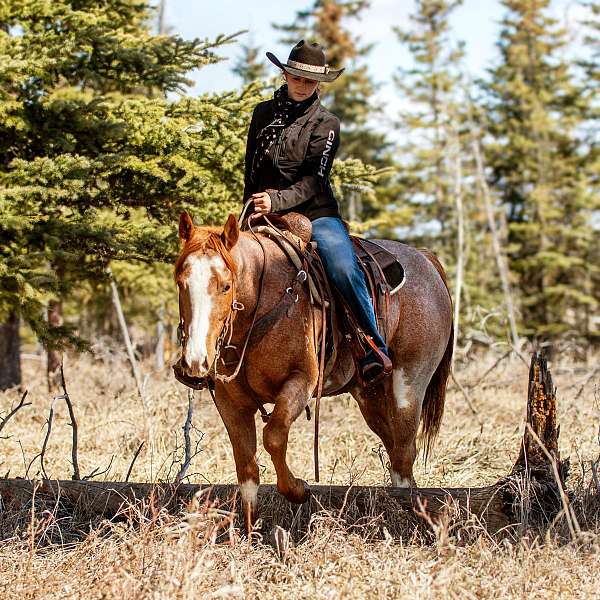 all-around-quarter-horse