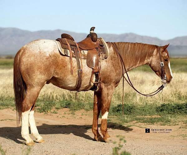 double-registered-quarter-horse