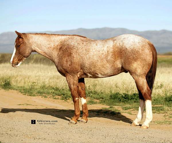 dressage-quarter-horse
