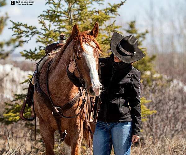 beginner-quarter-horse