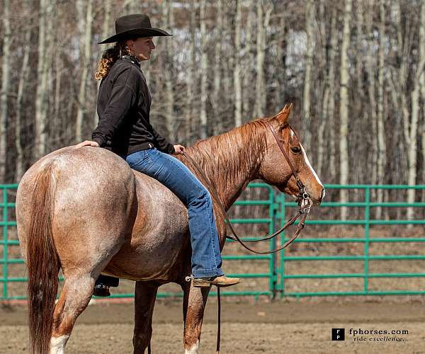 drill-team-quarter-horse