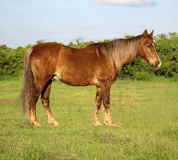 chocolate-horse