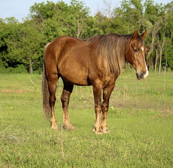 palomino-chocolate-horse