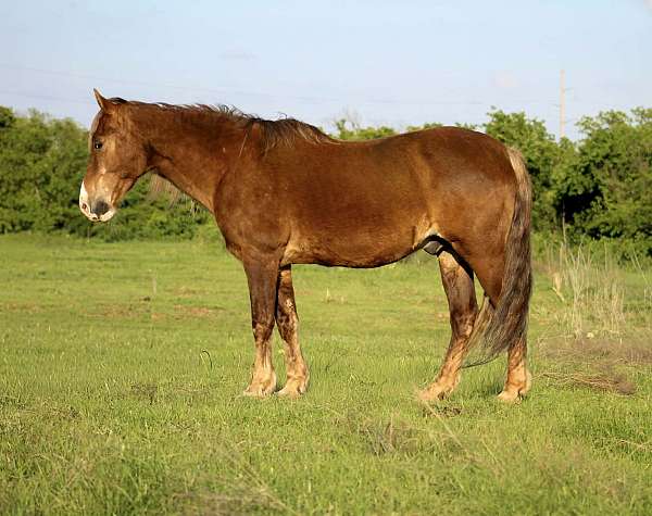 all-around-rocky-mountain-horse