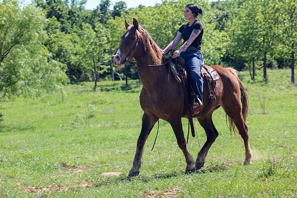 beginner-rocky-mountain-horse