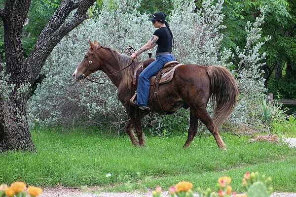 athletic-rocky-mountain-horse