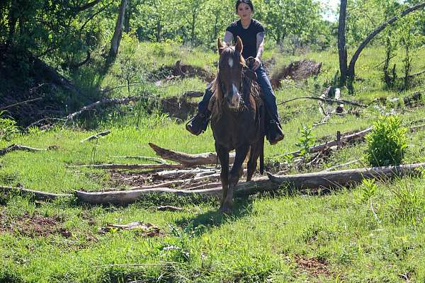 endurance-rocky-mountain-horse