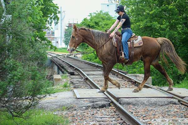 experienced-rocky-mountain-horse