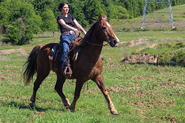 flashy-rocky-mountain-horse