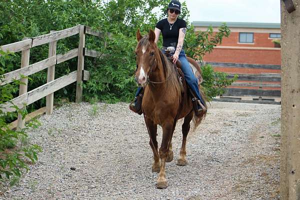 husband-safe-rocky-mountain-horse