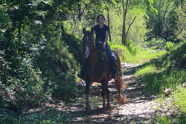 kid-safe-rocky-mountain-horse