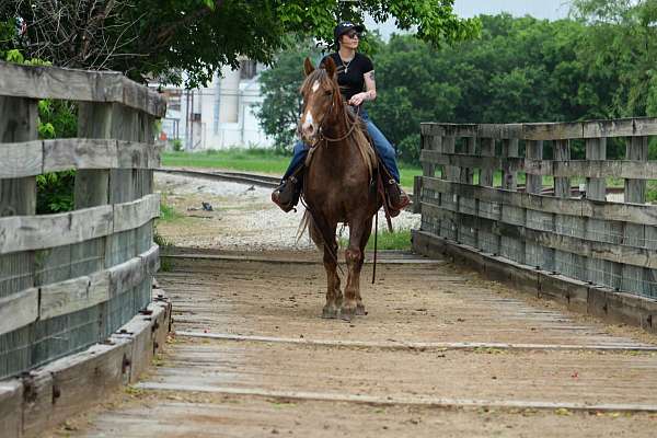 ranch-rocky-mountain-horse