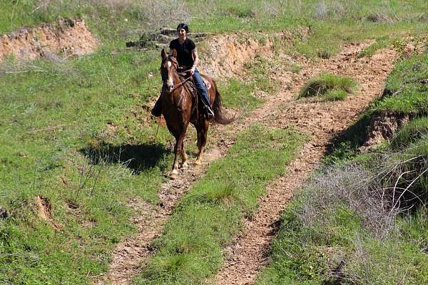 ranch-work-rocky-mountain-horse