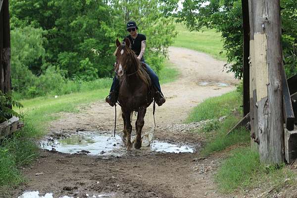 ridden-western-rocky-mountain-horse