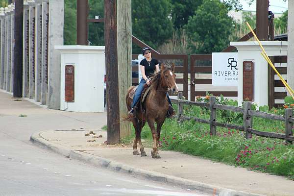 trail-riding-rocky-mountain-horse