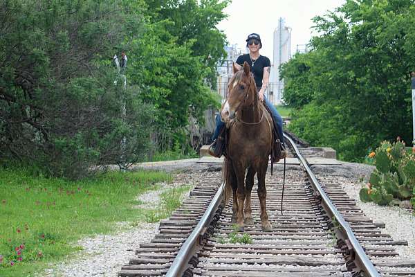 trail-rocky-mountain-horse