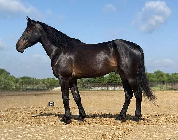 all-around-draft-horse