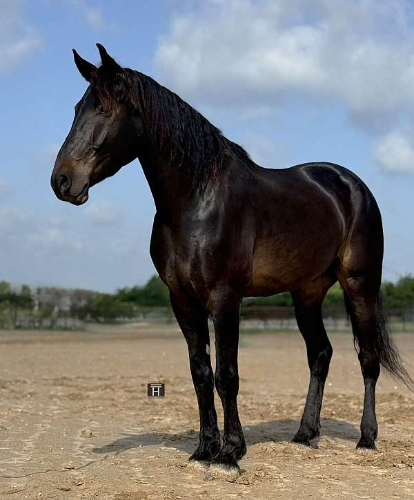 athletic-draft-horse
