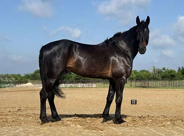 beginner-draft-horse