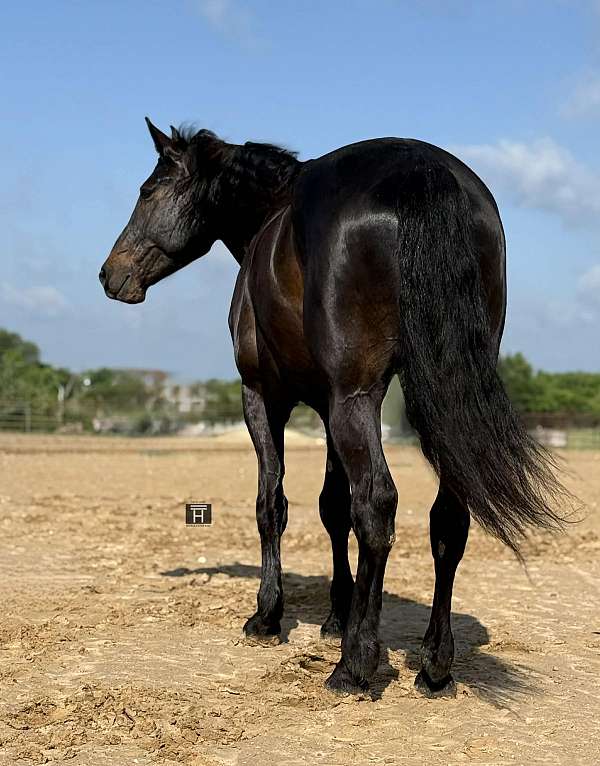 calf-roping-draft-horse
