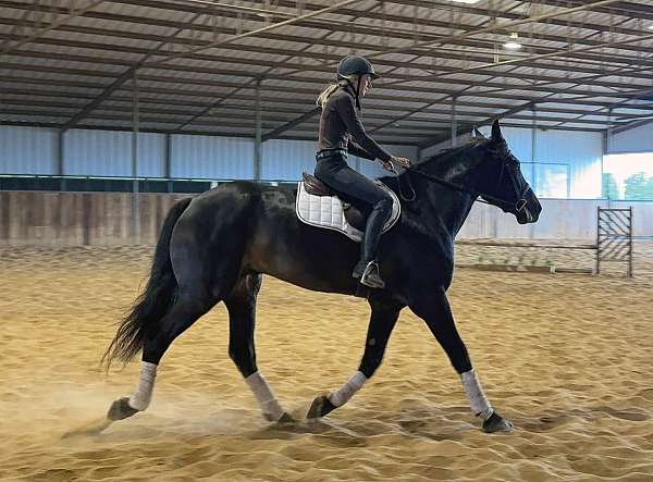 english-pleasure-draft-horse