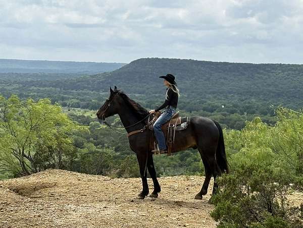 endurance-draft-horse