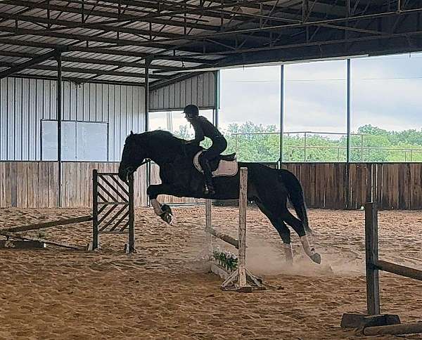 equitation-draft-horse
