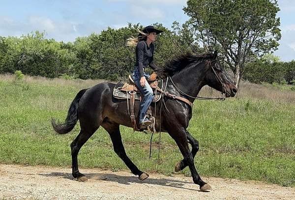 eventing-draft-horse