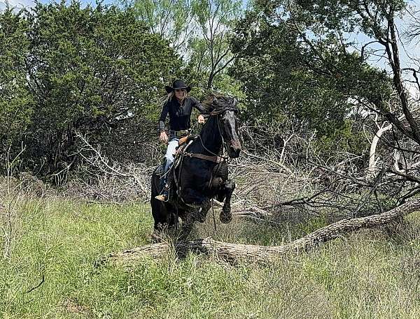 experienced-draft-horse
