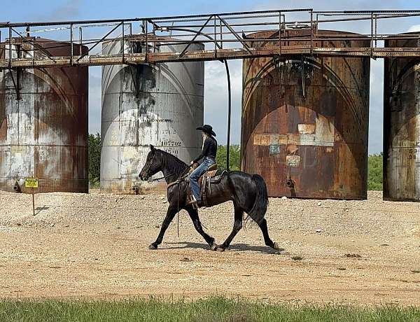 hunter-draft-horse