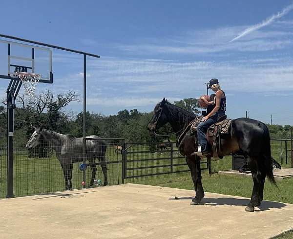 jumper-draft-horse