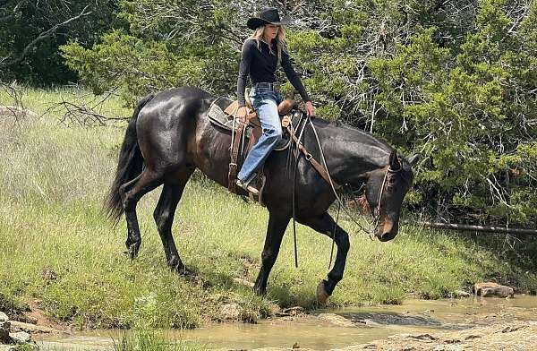 jumping-draft-horse