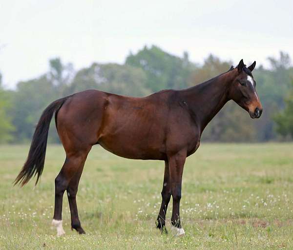 all-around-appendix-horse